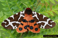 076.2023-07-27-Moths-Butterflies.-76-