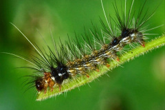 078.2023-07-27-Moths-Butterflies.-78-