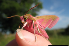 081.2023-07-27-Moths-Butterflies.-81-