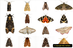 084.2023-07-27-Moths-Butterflies.-84-