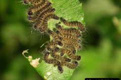 090.2023-07-27-Moths-Butterflies.-90-