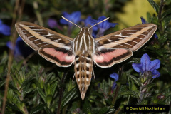 092.2023-07-27-Moths-Butterflies.-92-