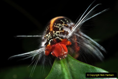 101.2023-07-27-Moths-Butterflies.-101-