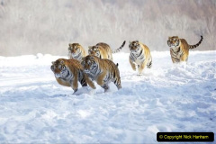 2023 July 29 TIGERS