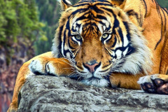001.2023-07-29-International-TIGER-day.-1-