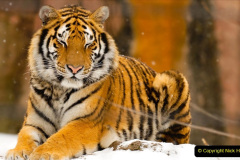 006.2023-07-29-International-TIGER-day.-6-