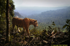 011.2023-07-29-International-TIGER-day.-11-