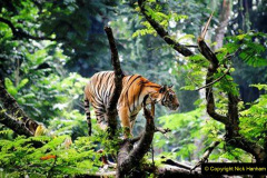 015.2023-07-29-International-TIGER-day.-15-