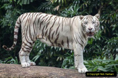 018.2023-07-29-International-TIGER-day.-18-