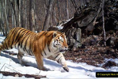 022.2023-07-29-International-TIGER-day.-22-