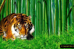 024.2023-07-29-International-TIGER-day.-24-