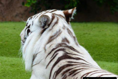 028.2023-07-29-International-TIGER-day.-28-