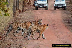 030.2023-07-29-International-TIGER-day.-30-