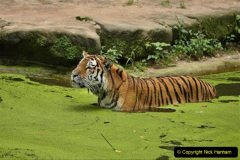 032.2023-07-29-International-TIGER-day.-32-