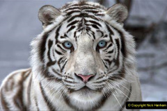 033.2023-07-29-International-TIGER-day.-33-