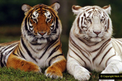 041.2023-07-29-International-TIGER-day.-41-