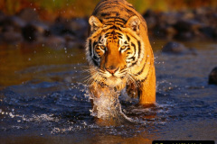 044.2023-07-29-International-TIGER-day.-44-