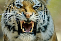 047.2023-07-29-International-TIGER-day.-47-