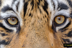 The excellent Bengal Tiger eyes looking straight into the camera in this close-up photograph.