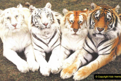 051.2023-07-29-International-TIGER-day.-51-