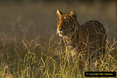 Frontal shot of a wild Bengal tiger, looking out while standing in a grassland, at dawn in Ranthambhore national park.