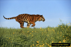 058.2023-07-29-International-TIGER-day.-58-