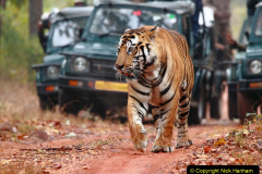 061.2023-07-29-International-TIGER-day.-61-