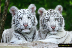 064.2023-07-29-International-TIGER-day.-64-