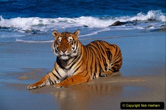 065.2023-07-29-International-TIGER-day.-65-