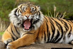 068.2023-07-29-International-TIGER-day.-68-