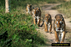 070.2023-07-29-International-TIGER-day.-70-