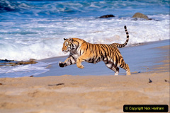 072.2023-07-29-International-TIGER-day.-72-