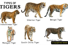 078.2023-07-29-International-TIGER-day.-78-