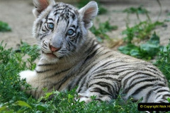 079.2023-07-29-International-TIGER-day.-79-