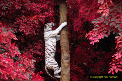 080.2023-07-29-International-TIGER-day.-80-