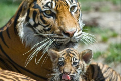 084.2023-07-29-International-TIGER-day.-84-