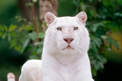 089.2023-07-29-International-TIGER-day.-89-