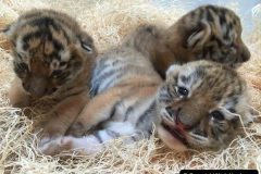 090.2023-07-29-International-TIGER-day.-90-