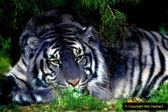 102.2023-07-29-International-TIGER-day.-102-