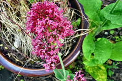 006.2023-06-02-A-Poole-garden-in-early-June.-6-