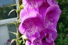 009.2023-06-02-A-Poole-garden-in-early-June.-9-