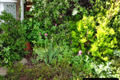 011.2023-06-02-A-Poole-garden-in-early-June.-11-