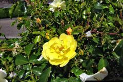 015.2023-06-02-A-Poole-garden-in-early-June.-15-