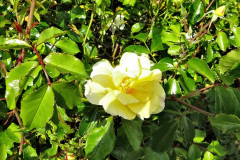 017.2023-06-02-A-Poole-garden-in-early-June.-17-