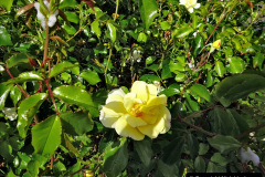 018.2023-06-02-A-Poole-garden-in-early-June.-18-