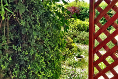 021.2023-06-02-A-Poole-garden-in-early-June.-21-