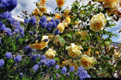 034.2023-06-02-A-Poole-garden-in-early-June.-34-