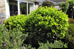 040.2023-06-02-A-Poole-garden-in-early-June.-40-