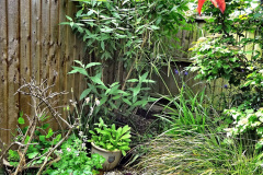052.2023-06-02-A-Poole-garden-in-early-June.-52-