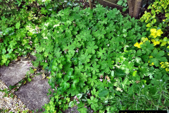 054.2023-06-02-A-Poole-garden-in-early-June.-54-